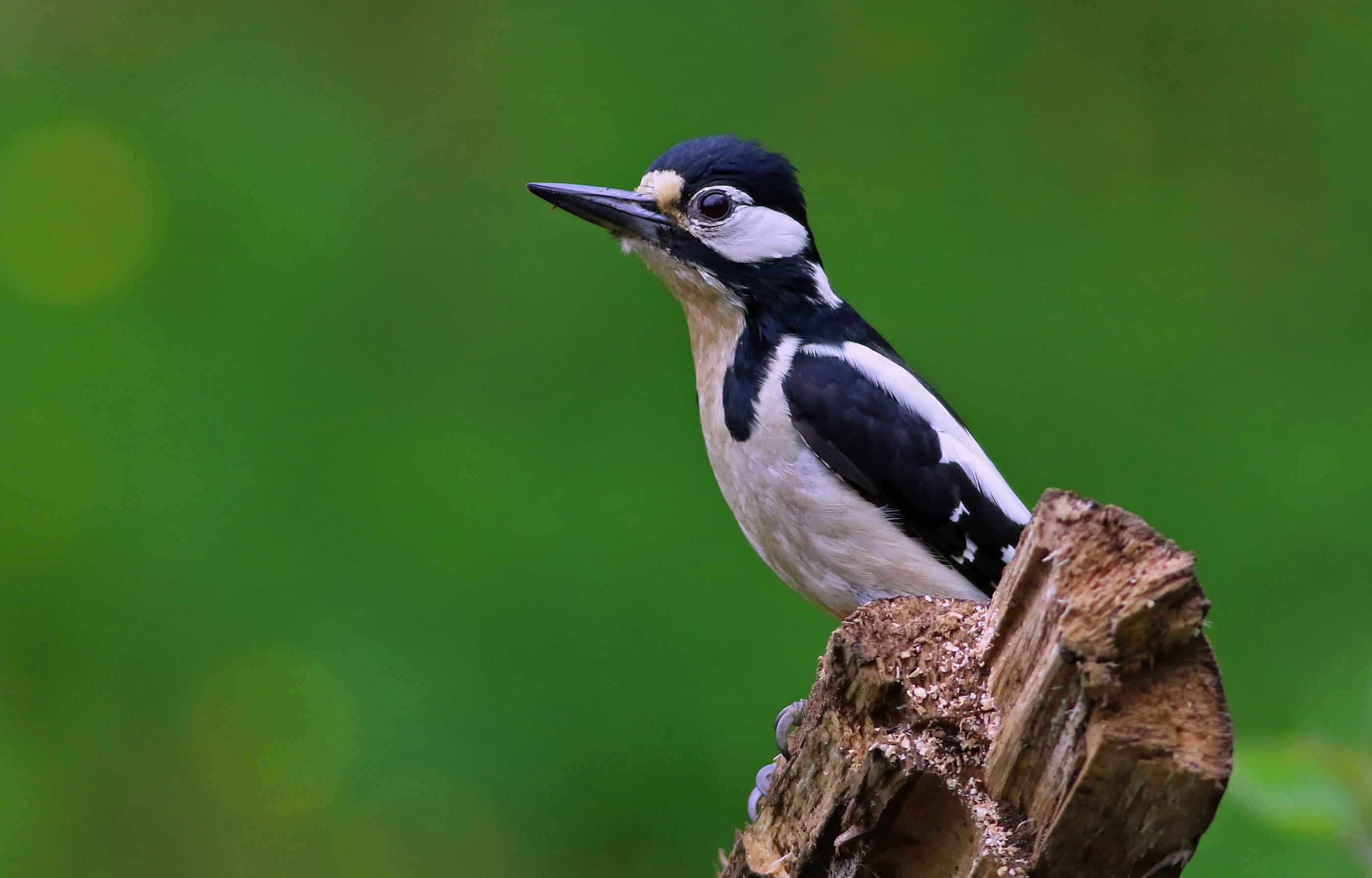 Great Spotted Woodpecker